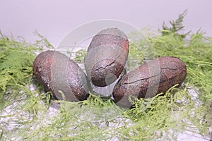 Oviraptor Eggs Fossilized photo