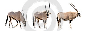 Set of three gemsbok in different posing isolated on white background
