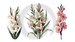 Set of three gladiolus flowers, Vintage botanical