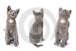 A set of three gray kittens. Photo on a white isolated background