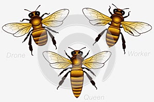 Set of Three Honey Bees. Queen and Worker and Drone. Detailed