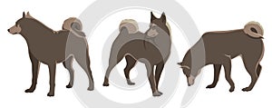 Set of three Husky dogs. Vector illustration on white background.