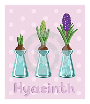 Set with three hyacinths in vases: bulb, bud, flower