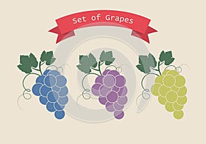 Set of three Isolated branches of grape