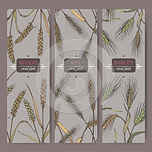 Set of three labels with bread wheat, rye and barley color sketch. Cereal plants collection.