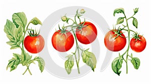 Set of Three Lush Watercolor Tomato Plant Fruits AI Generated