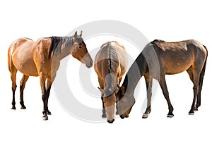 Set of three namibian wild horses portraits