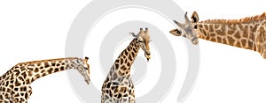 Set of three photos of upper half giraffe body isolated on white