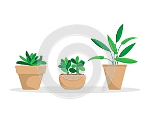 Set of three potted plants. Flat vector illustration