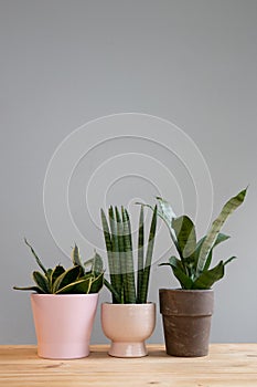 Set of three sansevieria snake plants potted