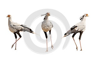 Set of three secretary birds