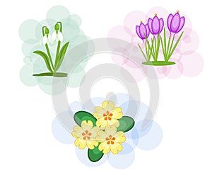 A set of three spring flowers on soft backgrounds