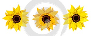 Set of three sunflowers. Vector illustration.