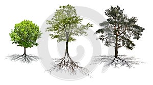 Set of three trees with roots isolated on white