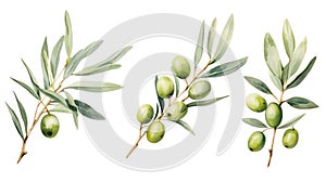 Set of Three Watercolor Olive Branch Leaves and Fruits AI Generated