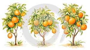 Set of Three Whimsical Watercolor Orange Tree Fruits AI Generated