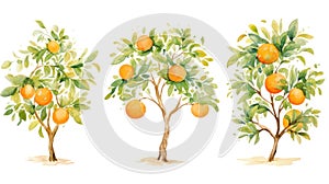 Set of Three Whimsical Watercolor Orange Tree Fruits AI Generated
