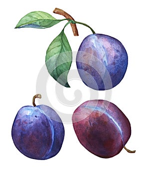 Set with three whole plum. photo