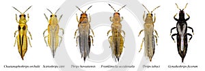 Set of thrips photo