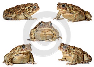 Set of toads isolated