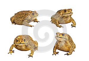 Set of toads Isolated