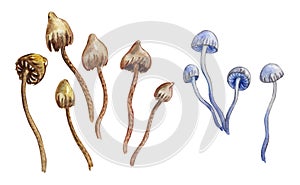 Set of toadstools watercolor painting