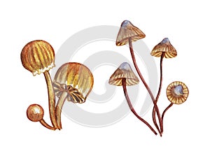 Set of toadstools watercolor painting