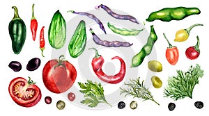 Set of tomato, cucumber, hot peppers and beans watercolor illustration isolated on white. Jalapeno, peppercorns, chilli