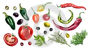 Set of tomato, olives, hot peppers and herbs watercolor illustration isolated on white. Jalapeno, peppercorns, chilli