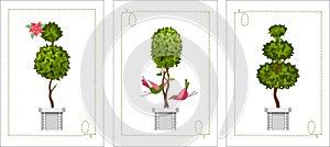 Set of topiary cards