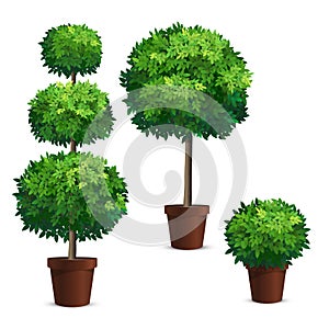 Set of topiary trees in a pots. photo