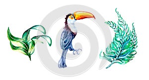 Set of toucan with palm leaves watercolor illustration on white