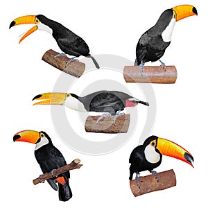 Set of Toucans