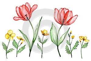 set of transparent tulip flowers. watercolor drawing, spring flowers x-ray