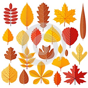 Set of tree autumn leaves isolated on the white