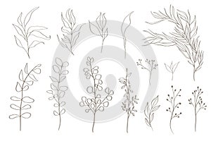 Set of tree branches, eucalyptus, leaves, herbs and flowers silhouettes