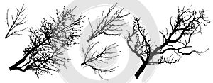 Set of tree branches silhouettes, vector illustration