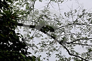 A Set of Tree Epiphytes in the Rainforest of La Fortuna, Costa Rica