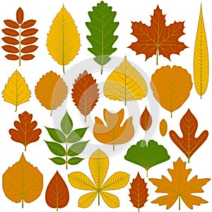 Set of tree leaves