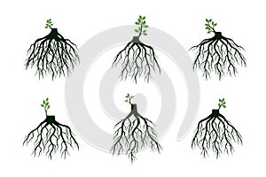 Set of Tree Roots and germinate limbs. Roots of plants. Vector Illustration