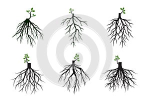 Set of Tree Roots and germinate limbs. Roots of plants. Vector Illustration
