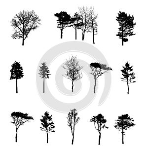 Set of Tree Silhouette Isolated on White