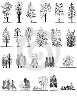 A set of tree silhouettes , for architectural or landscape design