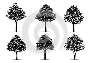 Set of tree silhouettes isolated on white background for landscape design and architectural compositions with backgrounds. Vector