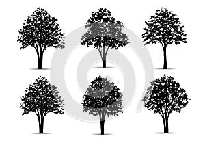 Set of tree silhouettes isolated on white background for landscape design and architectural compositions with backgrounds. Vector