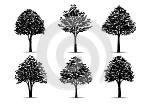 Set of tree silhouettes isolated on white background for landscape design and architectural compositions with backgrounds. Vector
