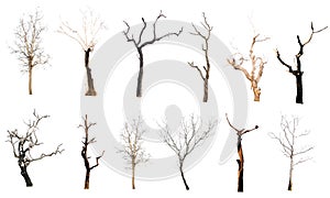 set of trees without leaves isolated on white background.