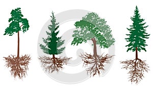 Set of trees with roots. Pine, spruces, oak with rootage. Vector illustration