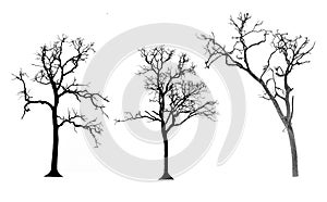 Set of trees silhouettes