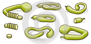 Set of Tromboncino Squash. Clipart.